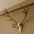 Rothirsch starke hervorragende Perlung der Stangen Geweih Breite 133 cm Hirschgeweih Hirsch 70.858