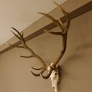 Rothirsch starke hervorragende Perlung der Stangen Geweih Breite 133 cm Hirschgeweih Hirsch 70.858