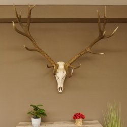 Rothirsch starke hervorragende Perlung der Stangen Geweih Breite 133 cm Hirschgeweih Hirsch 70.858