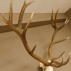 Rothirsch starke hervorragende Perlung der Stangen Geweih Breite 133 cm Hirschgeweih Hirsch 70.858