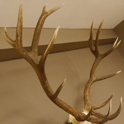 Rothirsch starke hervorragende Perlung der Stangen Geweih Breite 133 cm Hirschgeweih Hirsch 70.858