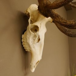 Rothirsch starke hervorragende Perlung der Stangen Geweih Breite 133 cm Hirschgeweih Hirsch 70.858