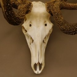 Rothirsch starke hervorragende Perlung der Stangen Geweih Breite 133 cm Hirschgeweih Hirsch 70.858