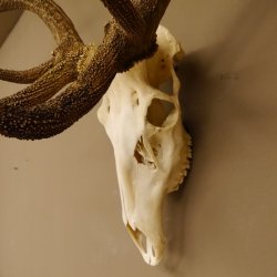 Rothirsch starke hervorragende Perlung der Stangen Geweih Breite 133 cm Hirschgeweih Hirsch 70.858