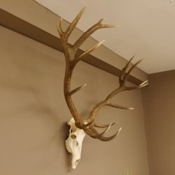 Rothirsch starke hervorragende Perlung der Stangen Geweih Breite 133 cm Hirschgeweih Hirsch 70.858