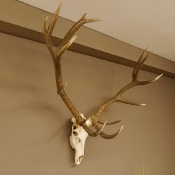 Rothirsch starke hervorragende Perlung der Stangen Geweih Breite 133 cm Hirschgeweih Hirsch 70.858