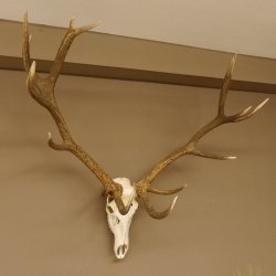 Rothirsch starke hervorragende Perlung der Stangen Geweih Breite 133 cm Hirschgeweih Hirsch 70.858