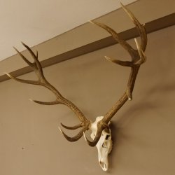 Rothirsch starke hervorragende Perlung der Stangen Geweih Breite 133 cm Hirschgeweih Hirsch 70.858