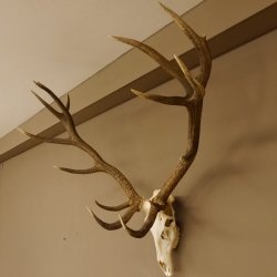 Rothirsch starke hervorragende Perlung der Stangen Geweih Breite 133 cm Hirschgeweih Hirsch 70.858