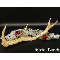 Rothirsch goldfarbig Länge 61 cm Hirsch Stange Abwurfstange 71.1.141