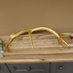 Rothirsch goldfarbig Länge 61 cm Hirsch Stange Abwurfstange 71.1.141