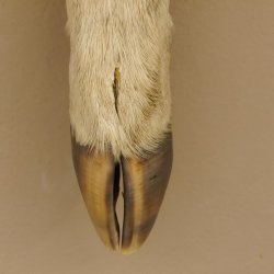 Huf Bein als Deko Hirsch Fuß mit Metallöse zum aufhängen