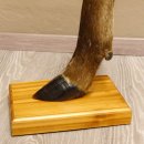 Bein Huf Fuß Geweih Ascher Hirsch mit Aschenbecher 27.5.4