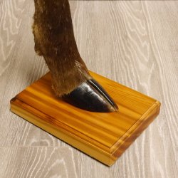 Bein Huf Fuß Geweih Ascher Hirsch mit Aschenbecher 27.5.4