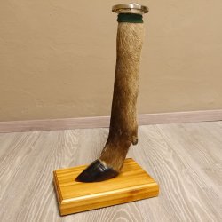 Bein Huf Fuß Geweih Ascher Hirsch mit Aschenbecher 27.5.4