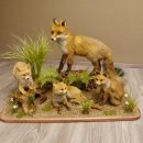 Fuchs Familie mit 3 Welpen Raubtier Rotfuchs auf...