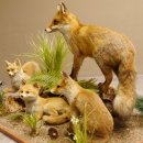 Fuchs Familie mit 3 Welpen Raubtier Rotfuchs auf Dekoplatte Tierpr&auml;parat Pr&auml;parat Wild Troph&auml;e 89.8.146
