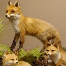 Fuchs Familie mit 3 Welpen Raubtier Rotfuchs auf Dekoplatte Tierpr&auml;parat Pr&auml;parat Wild Troph&auml;e 89.8.146