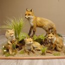 Fuchs Familie mit 3 Welpen Raubtier Rotfuchs auf...