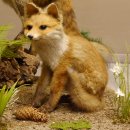 Fuchs Familie mit 3 Welpen Raubtier Rotfuchs auf Dekoplatte Tierpräparat Präparat Wild Trophäe 89.8.146