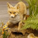 Fuchs Familie mit 3 Welpen Raubtier Rotfuchs auf Dekoplatte Tierpräparat Präparat Wild Trophäe 89.8.146