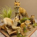 Fuchs Familie mit 3 Welpen Raubtier Rotfuchs auf Dekoplatte Tierpräparat Präparat Wild Trophäe 89.8.146