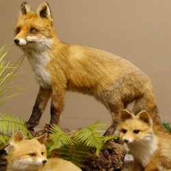 Fuchs Familie mit 3 Welpen Raubtier Rotfuchs auf Dekoplatte Tierpräparat Präparat Wild Trophäe 89.8.146