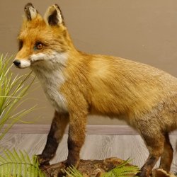 Fuchs Familie mit 3 Welpen Raubtier Rotfuchs auf Dekoplatte Tierpräparat Präparat Wild Trophäe 89.8.146