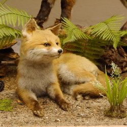 Fuchs Familie mit 3 Welpen Raubtier Rotfuchs auf Dekoplatte Tierpräparat Präparat Wild Trophäe 89.8.146