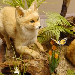 Fuchs Familie mit 3 Welpen Raubtier Rotfuchs auf Dekoplatte Tierpräparat Präparat Wild Trophäe 89.8.146