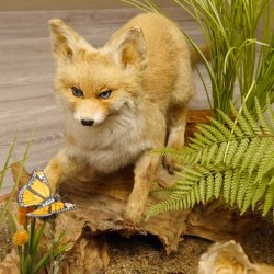 Fuchs Familie mit 3 Welpen Raubtier Rotfuchs auf Dekoplatte Tierpräparat Präparat Wild Trophäe 89.8.146