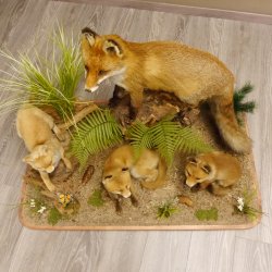 Fuchs Familie mit 3 Welpen Raubtier Rotfuchs auf Dekoplatte Tierpräparat Präparat Wild Trophäe 89.8.146