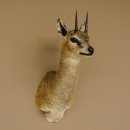 Klippspringer Kopf Präparat Haupt Antilope Afrika...