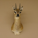 Klippspringer Kopf Pr&auml;parat Haupt Antilope Afrika taxidermy 95.14.25