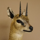 Klippspringer Kopf Pr&auml;parat Haupt Antilope Afrika taxidermy 95.14.25