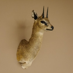 Klippspringer Kopf Präparat Haupt Antilope Afrika taxidermy 95.14.25