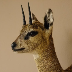 Klippspringer Kopf Präparat Haupt Antilope Afrika taxidermy 95.14.25