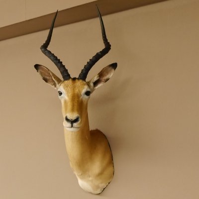 Impala Antilope Afrika Kopf Schulter Präparat Trophäe Hornlänge 55 cm 95.4.16
