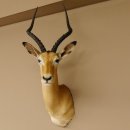 Impala Antilope Afrika Kopf Schulter Präparat...