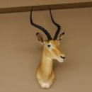 Impala Antilope Afrika Kopf Schulter Präparat...