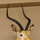 Impala Antilope Afrika Kopf Schulter Pr&auml;parat Troph&auml;e Hornl&auml;nge 55 cm 95.4.16