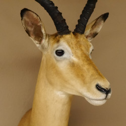 Impala Antilope Afrika Kopf Schulter Präparat Trophäe Hornlänge 55 cm 95.4.16