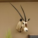 Oryx hochkapital (Oryx gazella) Antilope Kopf Schulter...
