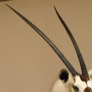 Oryx hochkapital (Oryx gazella) Antilope Kopf Schulter Pr&auml;parat H&ouml;he 125 cm afrikanisch Spie&szlig;bock 95.3.20