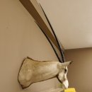 Oryx hochkapital (Oryx gazella) Antilope Kopf Schulter Pr&auml;parat H&ouml;he 125 cm afrikanisch Spie&szlig;bock 95.3.20