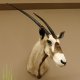 Oryx hochkapital (Oryx gazella) Antilope Kopf Schulter Präparat Höhe 125 cm afrikanisch Spießbock 95.3.20