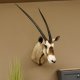 Oryx hochkapital (Oryx gazella) Antilope Kopf Schulter Präparat Höhe 125 cm afrikanisch Spießbock 95.3.20