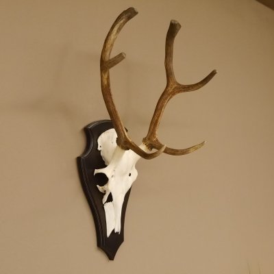 Rothirsch 6 ender Schädel Geweih Höhe 70 cm Hirschgeweih Hirsch Trophäenschild 70.899