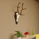 Rothirsch 6 ender Schädel Geweih Höhe 70 cm Hirschgeweih Hirsch Trophäenschild 70.899
