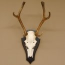 Rothirsch 6 ender Schädel Geweih Höhe 70 cm Hirschgeweih Hirsch Trophäenschild 70.899